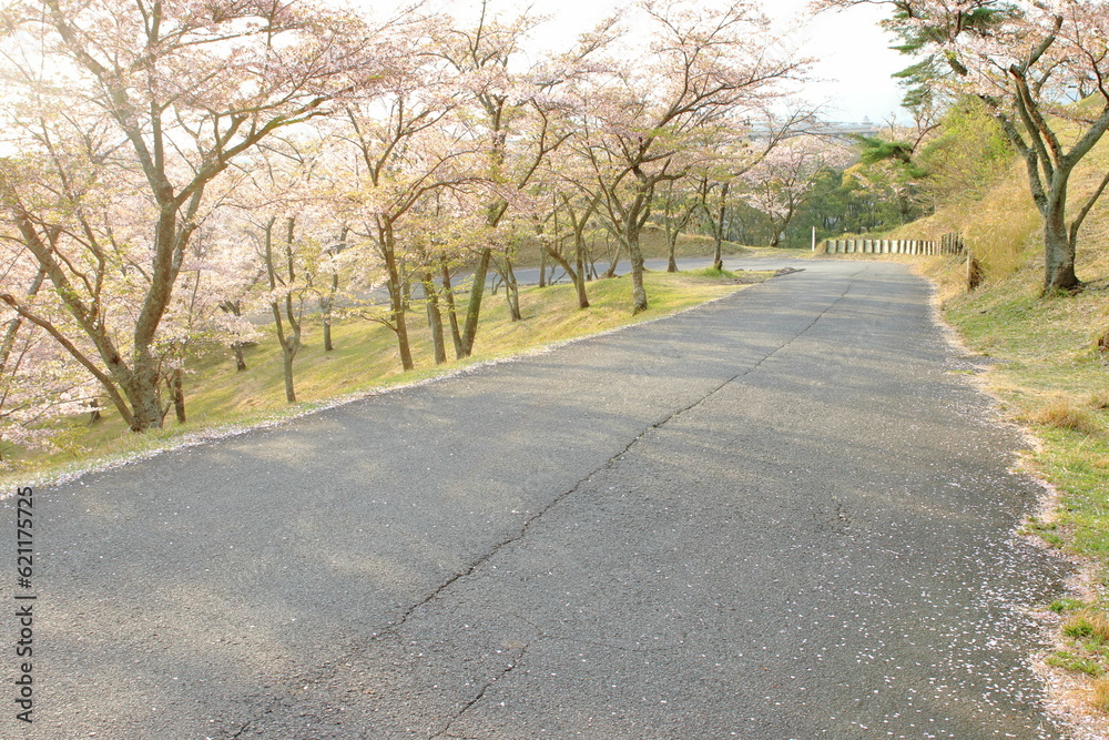 朝日を浴びている桜並木