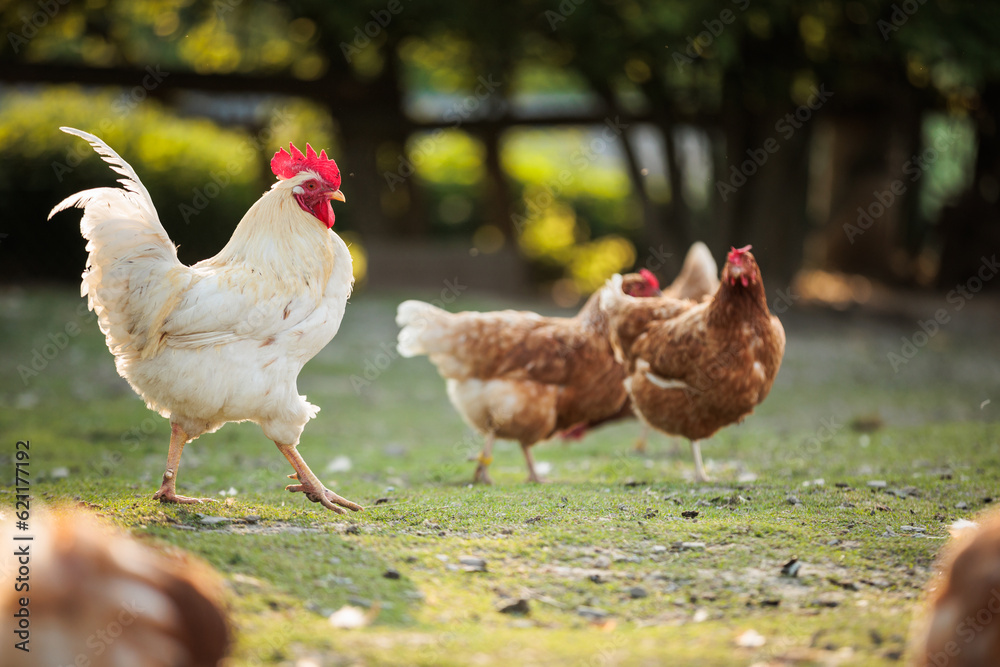 Fototapeta premium Hen in a farmyard (Gallus gallus domesticus)