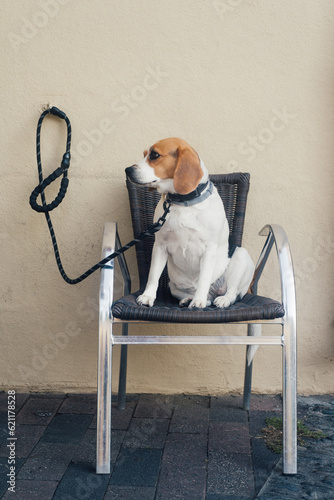 un chien assis sur une chaise attend son maître. Chien Beagle attaché à une laisse. Chien patient. Joli chien assis sur un fauteuil et attaché à une laisse. Chien abandonné. Maltraitance animal