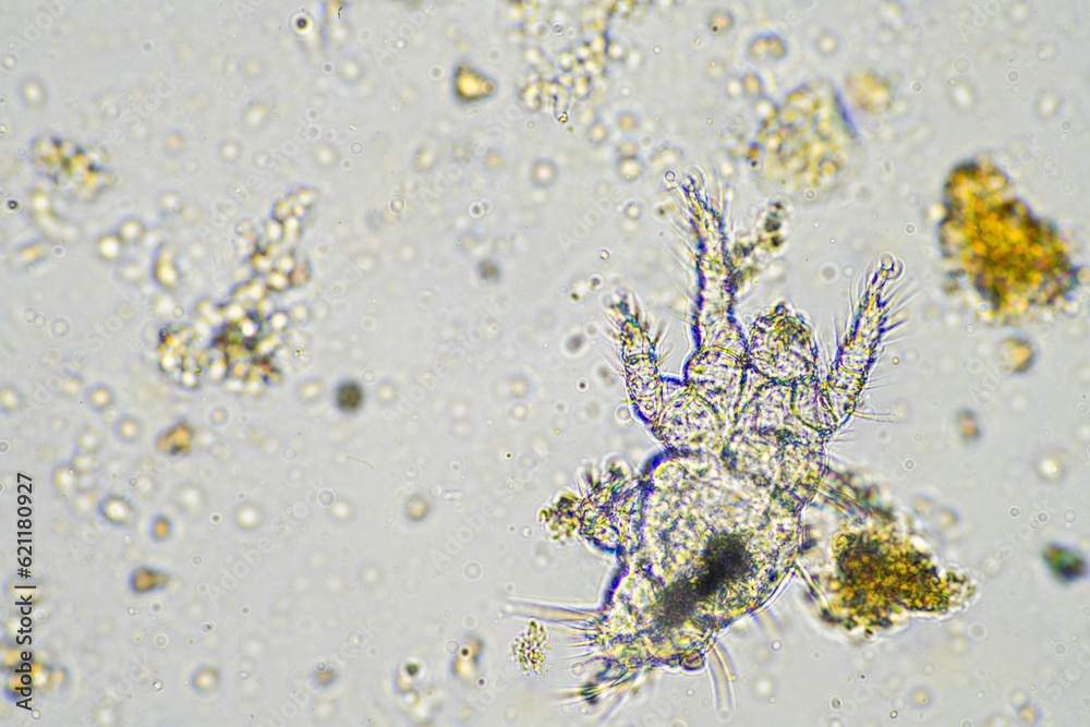 micro arthropods,soil microbes organisms in a soil and compost sample, fungus and fungi and under the microscope in regenerative agriculture. in australia. micro arthropods,soil microbes organisms in a soil and compost sample, fungus and fungi and under the microscope in regenerative agriculture. in australia.