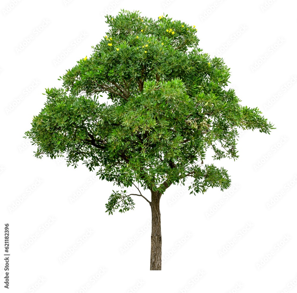 Fototapeta premium Green Tree Isolated