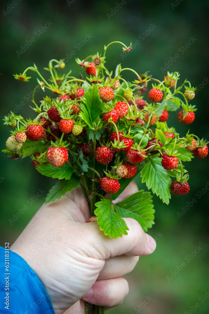 In the forest during the day in the hand a branch with strawberries.