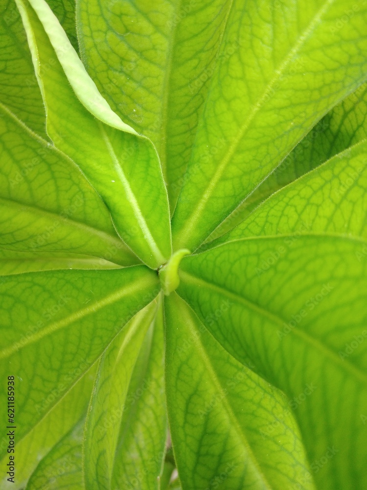 green leaf texture green leaf texture
