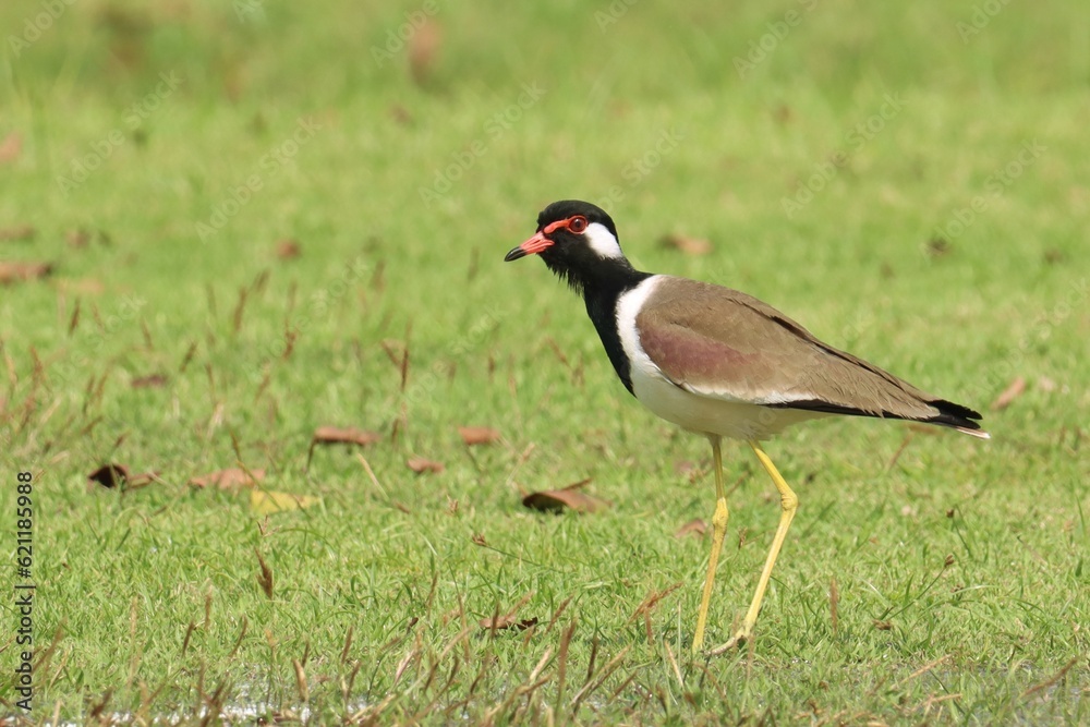 Naklejka premium Red-wattled lapwing (Vanellus indicus), an Asian lapwing or large plover, ground birds searching food in grass field