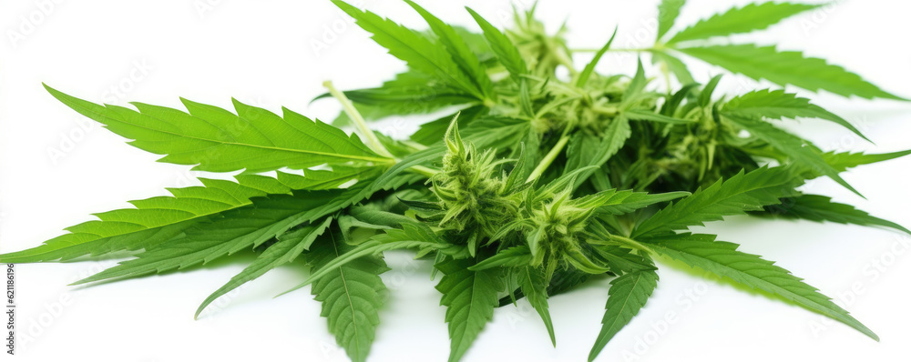 Fototapeta premium Cannabis plant on the white background. generative ai