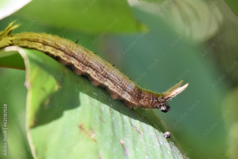 Stunning Up Close Look at a Caterpillar Stunning Up Close Look at a Caterpillar