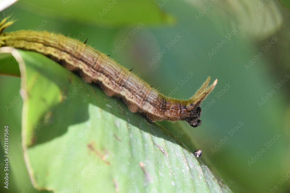 Hairy Caterpillar on a Green Leaf in a Garden