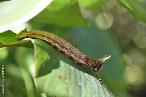 Close Up of a Long Caterpillar on a Leaf
