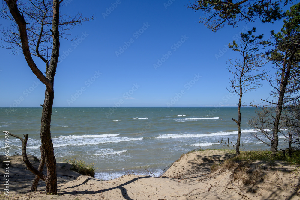 Pines on Baltic sea coast, Staldzene, Latvia. Pines on Baltic sea coast, Staldzene, Latvia.
