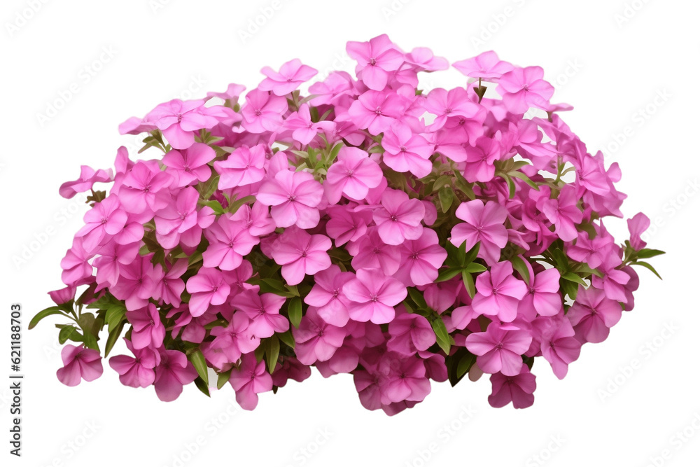A group of Phlox Paniculata creeper plants isolated on a transparent background, Generative Ai