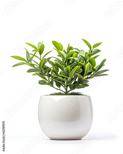 House plants in ceramic pots isolated on white