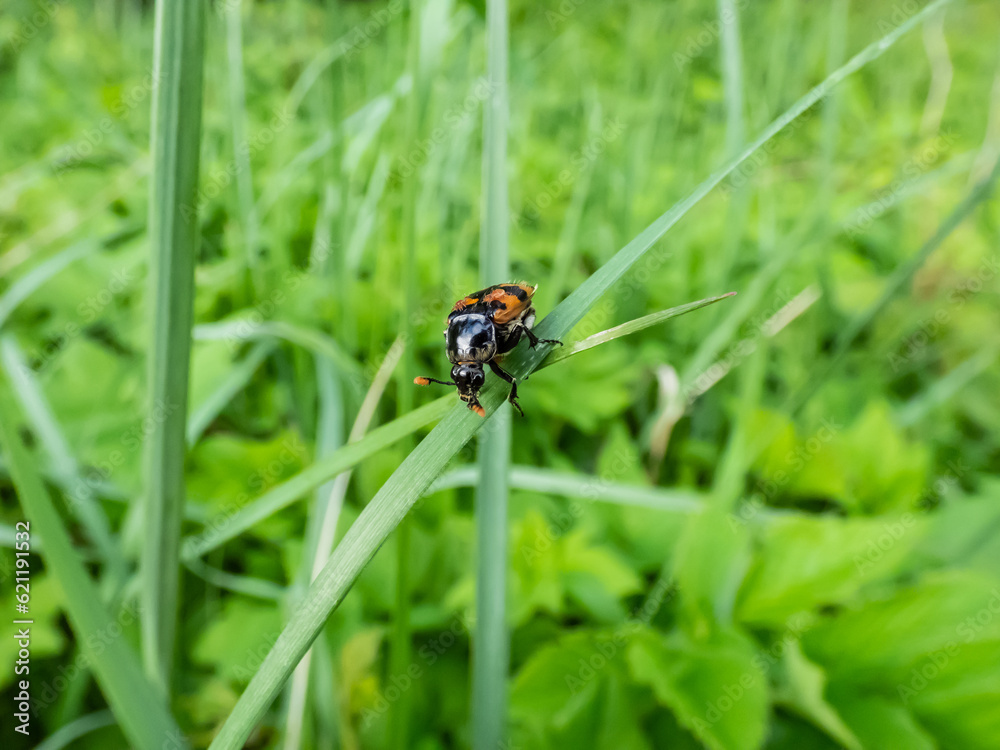 Close-up of the burying beetle (Nicrophorus vespillo) with ticks on wings sitting on a grass blade. The beetles have orange bands on the wing-cases, orange club-shaped ends of the antennae