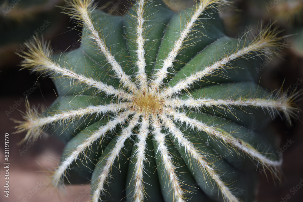 Star Shaped Cactus Center with Lots of Thorns Star Shaped Cactus Center with Lots of Thorns