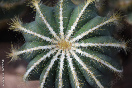 Star Shaped Cactus Center with Lots of Thorns