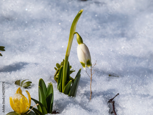 The spring snowflakes - Leucojum vernum - single white flowers with greenish marks near the tip of the tepal emerging from the ground covered and surrounded with white snow in spring photo