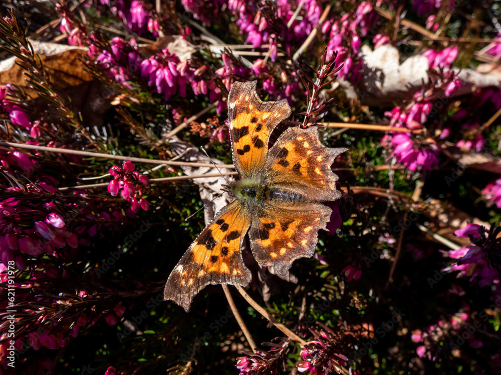 Φωτογραφία Close-up of the comma butterfly (polygonia c-album) with orange wings with angul