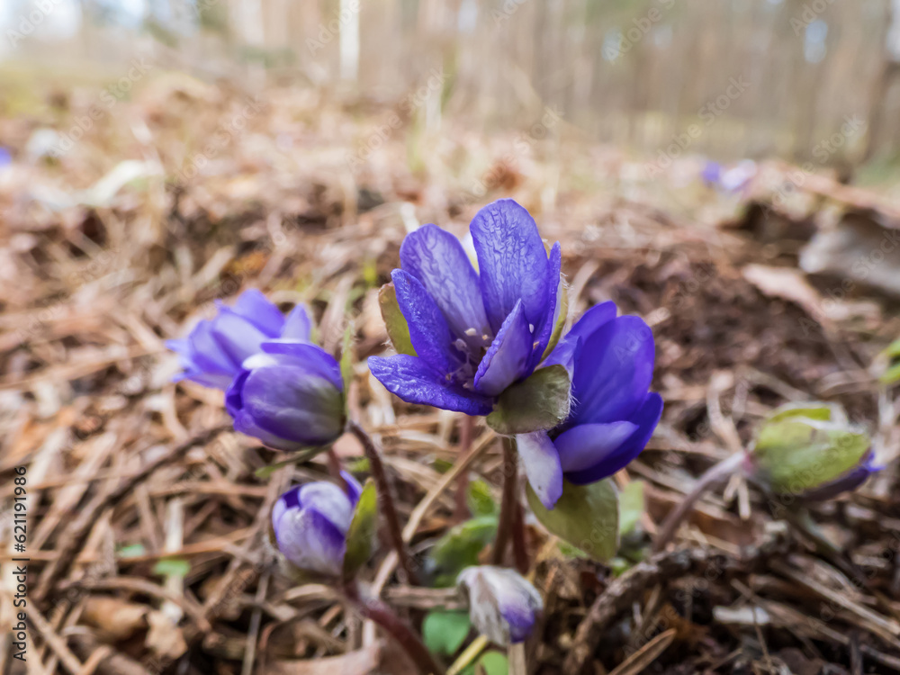 Φωτογραφία Macro of spring wildflowers the Common hepatica (Anemone hepatica or Hepatica nobilis) growing in the forest