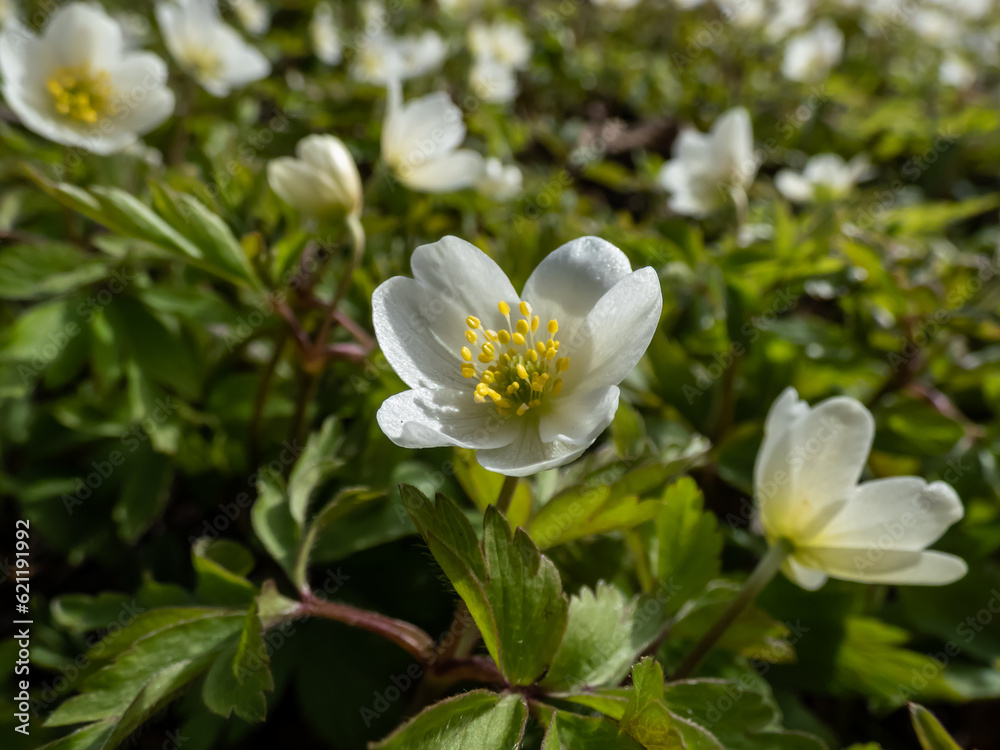 Macro of white spring flower Wood anemone (Anemone nemorosa) flowering in bright sunlight with blurred green background Macro of white spring flower Wood anemone (Anemone nemorosa) flowering in bright sunlight with blurred green background