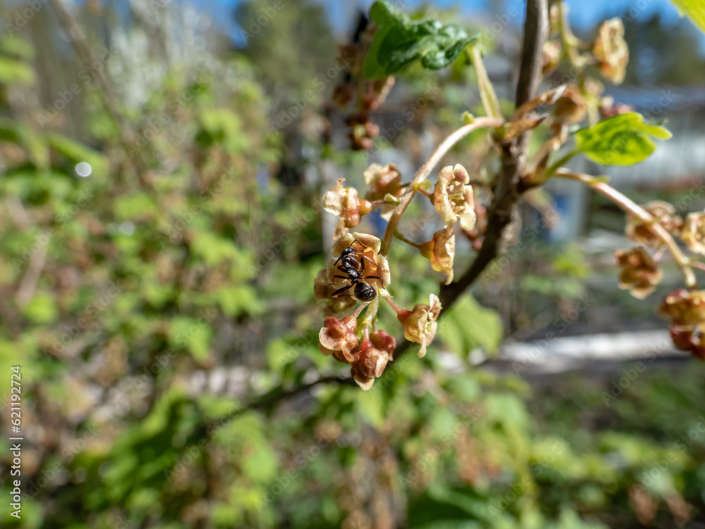 An ant on a blooming yellow-green flowers of Redcurrants (Ribes rubrum) on a branch on sunny day in spring with bright blue sky. Home (backyard) gardening An ant on a blooming yellow-green flowers of Redcurrants (Ribes rubrum) on a branch on sunny day in spring with bright blue sky. Home (backyard) gardening
