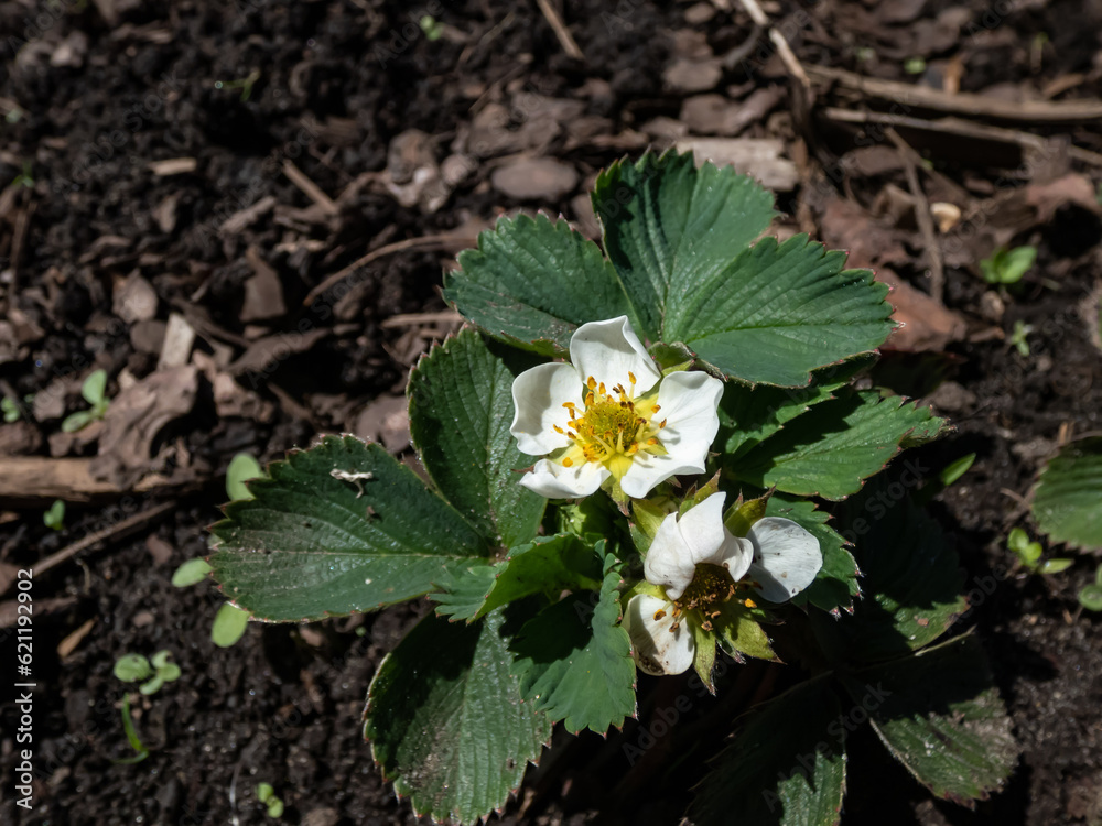 Strawberry flower with detailed varying length stamens (androecium) arranged in a circle and surrounded by white petals on a green strawbery plant growing in garden Strawberry flower with detailed varying length stamens (androecium) arranged in a circle and surrounded by white petals on a green strawbery plant growing in garden