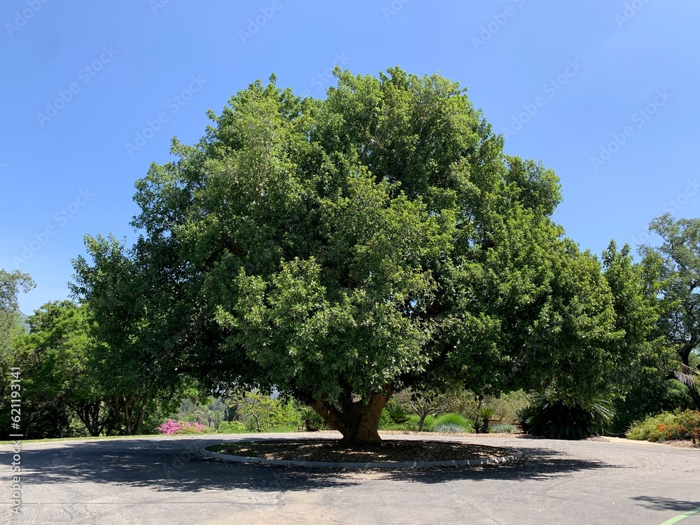 tree in the park