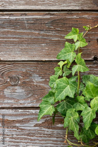 young ivy growing in spring on an old weathered wooden garden shed with textured wood background in Normandy, France