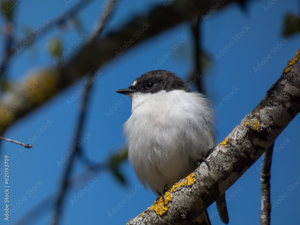 Breeding male of European pied flycatcher (Ficedula hypoleuca) with black feathers above and white below and a large white wing patch sitting on a tree branch Breeding male of European pied flycatcher (Ficedula hypoleuca) with black feathers above and white below and a large white wing patch sitting on a tree branch