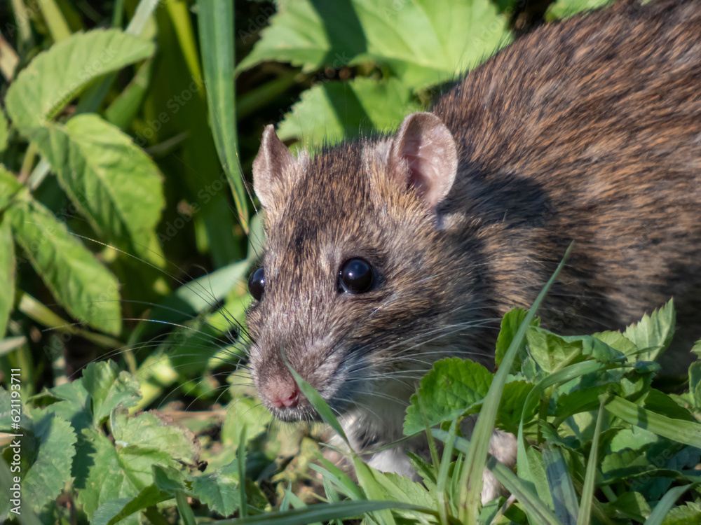 Common rat (Rattus norvegicus) with dark grey and brown fur walking in green grass in bright sunlight Common rat (Rattus norvegicus) with dark grey and brown fur walking in green grass in bright sunlight