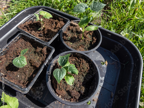 Small, green plants of cucumber (Cucumis sativus) with first green leaves growing in soil in black plastic pots gathered in plastic box ready to be planted in vegetable bed