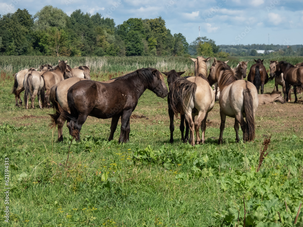 Grey and black Semi-wild Polish Konik horses spending time together in a floodland meadow with green vegetation in summer. Wild horse reintroduction Grey and black Semi-wild Polish Konik horses spending time together in a floodland meadow with green vegetation in summer. Wild horse reintroduction