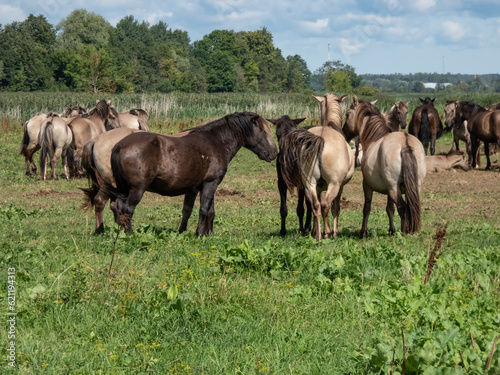 Grey and black Semi-wild Polish Konik horses spending time together in a floodland meadow with green vegetation in summer. Wild horse reintroduction