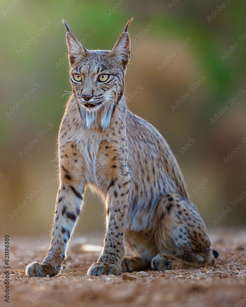 Hembra de lince ibérico descansando y observando fijamente. Hembra de lince ibérico descansando y observando fijamente.