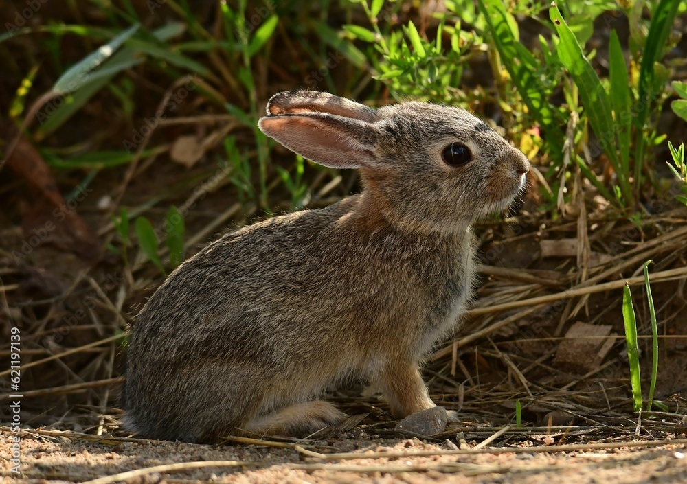 Fototapeta premium a cute baby white-tailed jack rabbit along the trail in summer at stearns lake in the carolyn holmberg preserve in boulder county, near broomfield, colorado