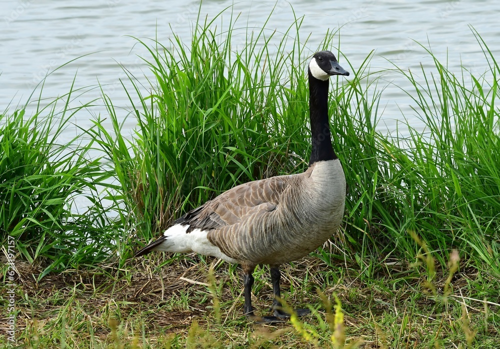 Obraz premium a canada goose standing in the grass next to the shoreline in summer at stearns lake in the carolyn holmberg preserve in boulder county, near broomfield, colorado