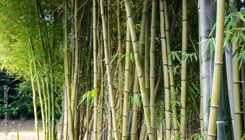 Green bamboo background  tropical environment  nature  bamboo  forest  plant  tree  tropical  wood  pattern  natural  environment  abstract  asia  leaf  zen  jungle  branch  background  AI Generated