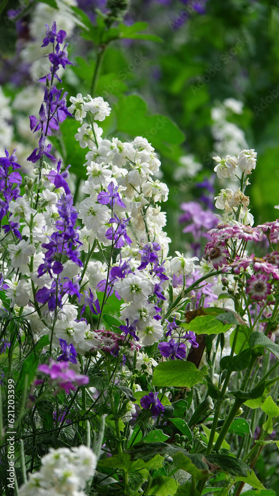 Obraz premium flowers in the garden