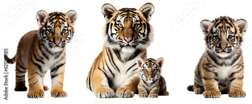 Tiger family set. A small tiger cub is standing and sitting. Mother tiger and little tiger lie together. Isolated on transparent background. KI.