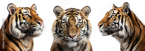 Tiger set. Profile and close-up portrait of a tiger. Design element with wild animals to visualize strength and majesty. Isolated on transparent background. KI.
