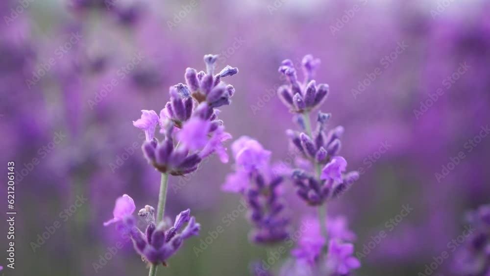 Blooming lavender in a field at sunset. Provence, France. Close up. Selective focus. Slow motion. Lavender flower spring background with beautiful purple colors and bokeh lights. Blooming lavender in a field at sunset. Provence, France. Close up. Selective focus. Slow motion. Lavender flower spring background with beautiful purple colors and bokeh lights.