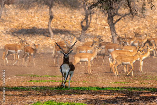 The blackbuck, also known as the Indian antelope, is an antelope native to India, Nepal  and Pakistan 