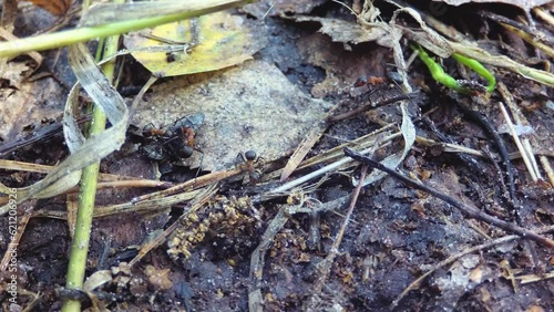 Forest ants bite a helpless beetle.