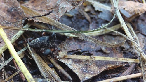 Forest ants attack the beetle.