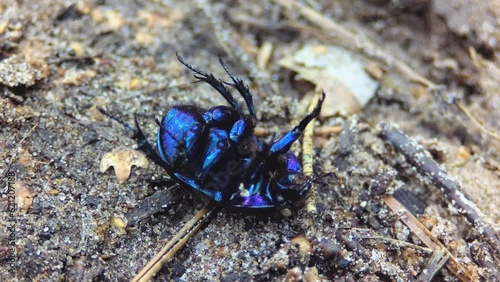 Blue beetle rolls over from its back to its legs.