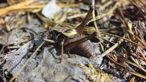 Wingless grasshopper in the autumn forest.