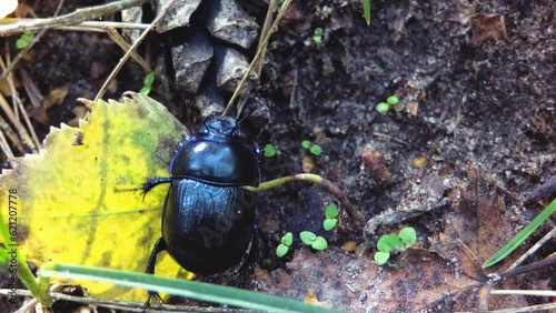 Blue beetle crawls in the forest.