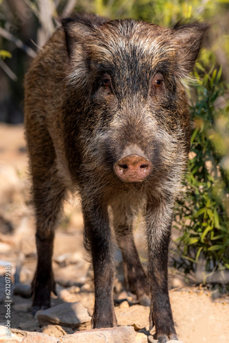 wild boar in jungle, closeup of wild animal, wild pig closeup photos 