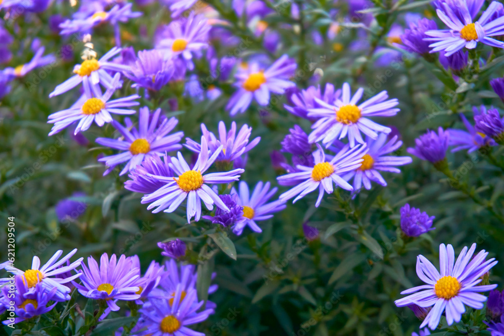 Delicate bush of autumn purple lilac blue asters october sky family Delicate bush of autumn purple lilac blue asters october sky family