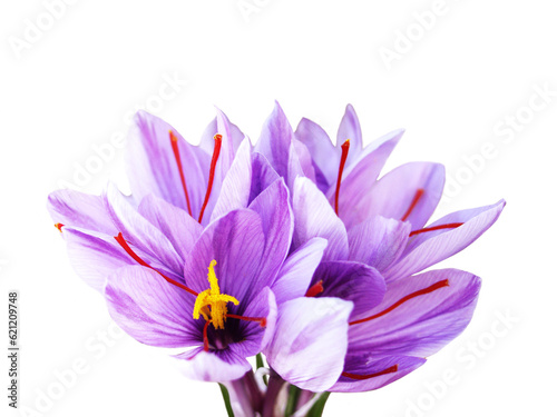 Saffron is a spice derived from the flower of Crocus sativus, commonly known as the 