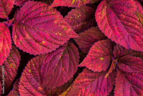 FoliageFocus: Captivating Macro Leaf Backgrounds photo