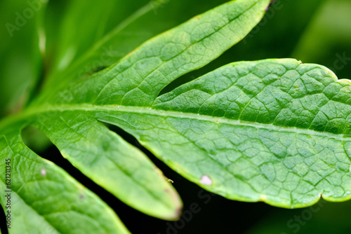 FoliageFocus: Captivating Macro Leaf Backgrounds photo